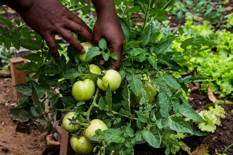 Foto real: mão colhendo tomates ainda verdes na horta da Colônia